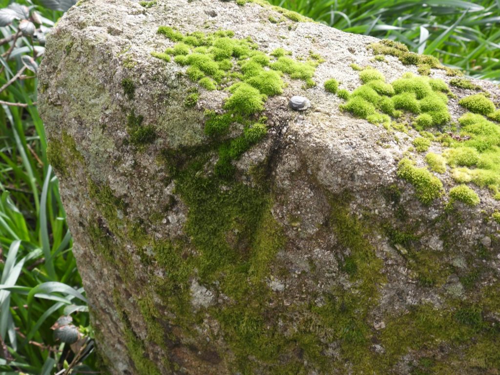 7. 14 Miles to Plym - Green Lane c