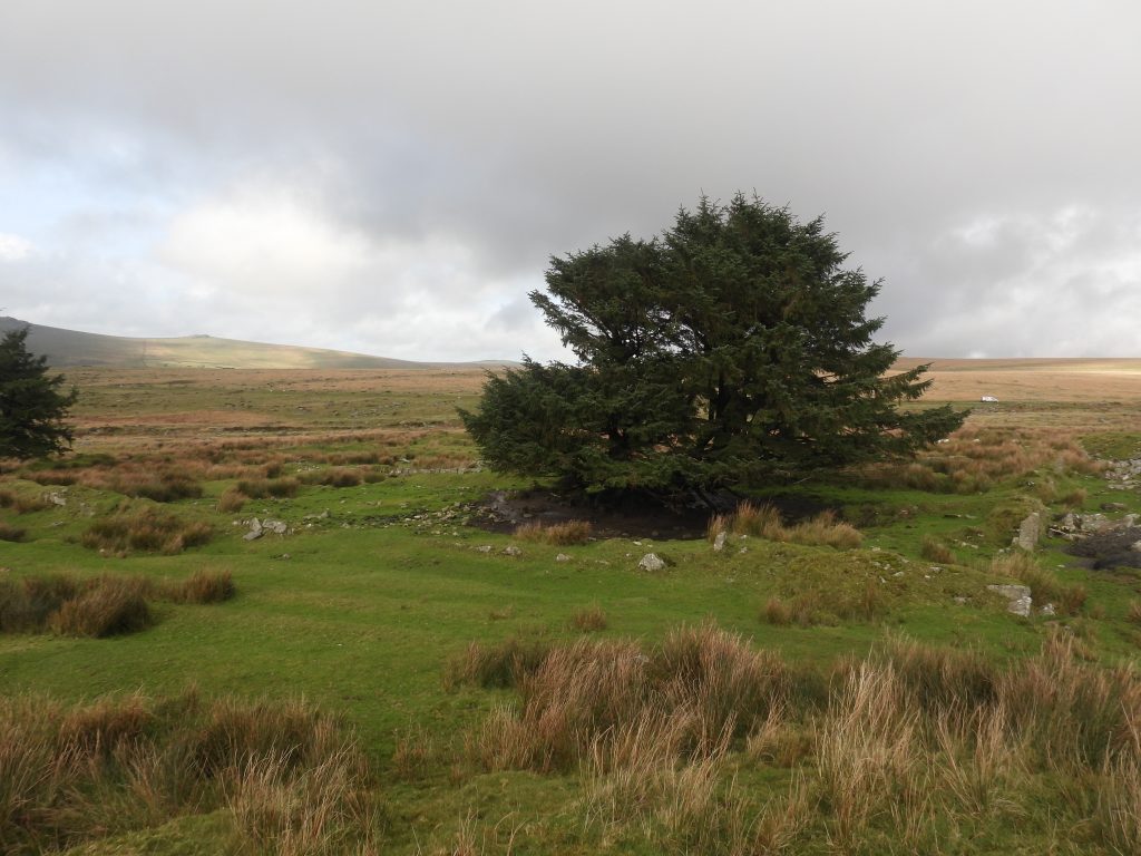 20. South east corner of the garden plots