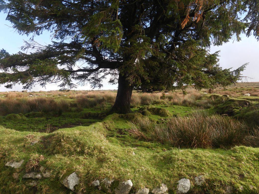 23c. Rear of Garden 11&12