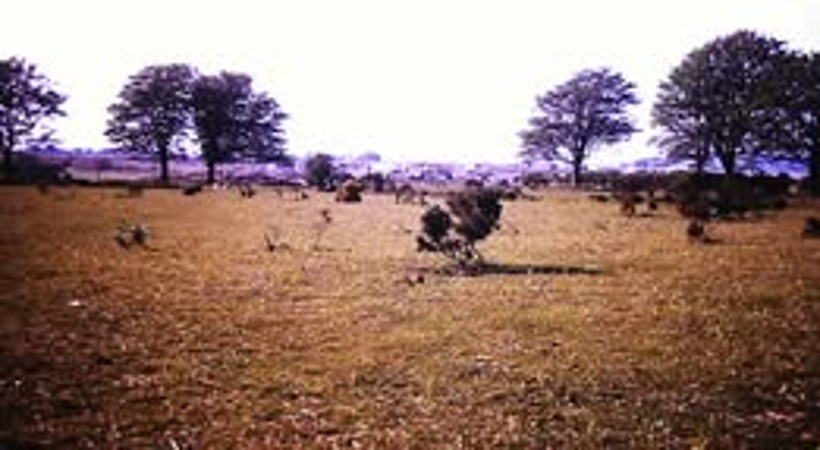 275. 1972 Photograph