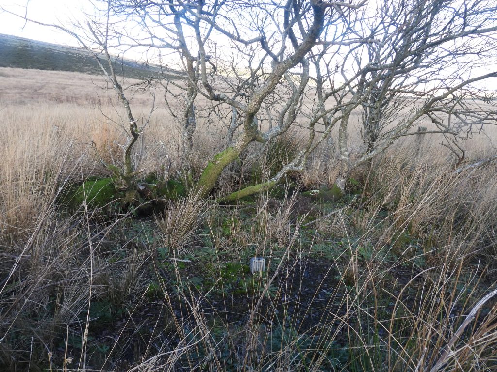 8a. Square Structure