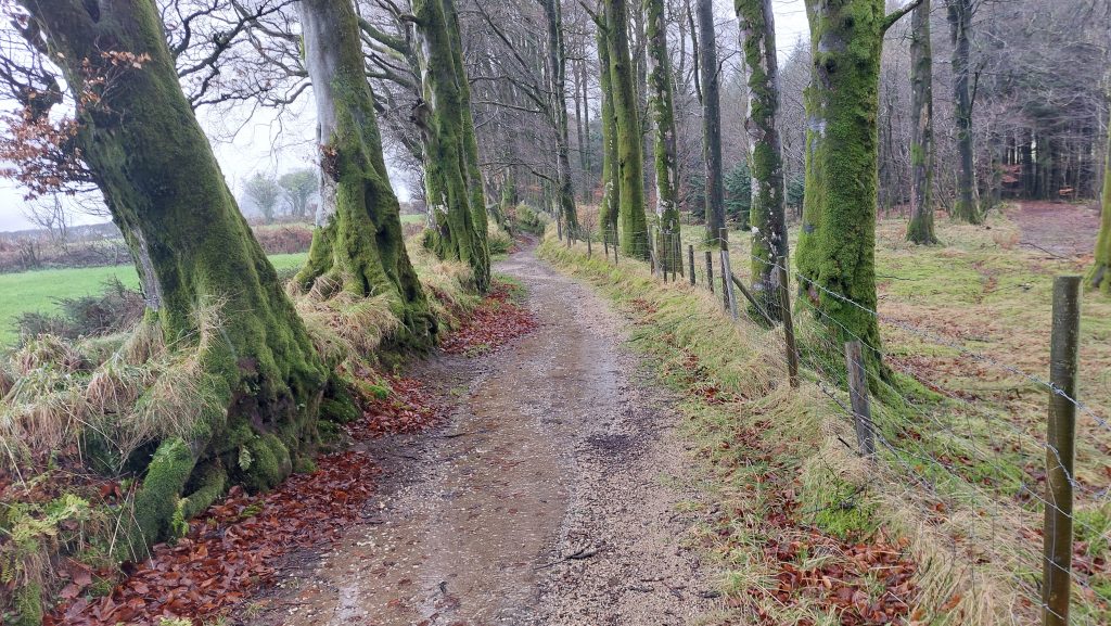 17. Track to Natsworthy Gate