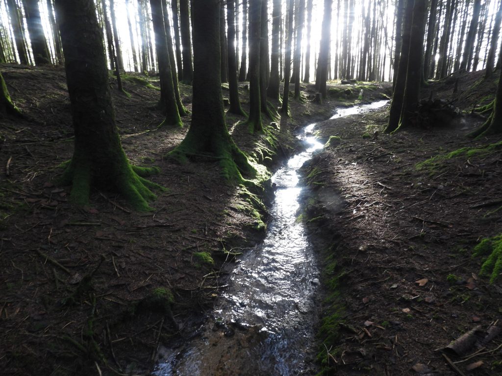 18a. Stream in plantation