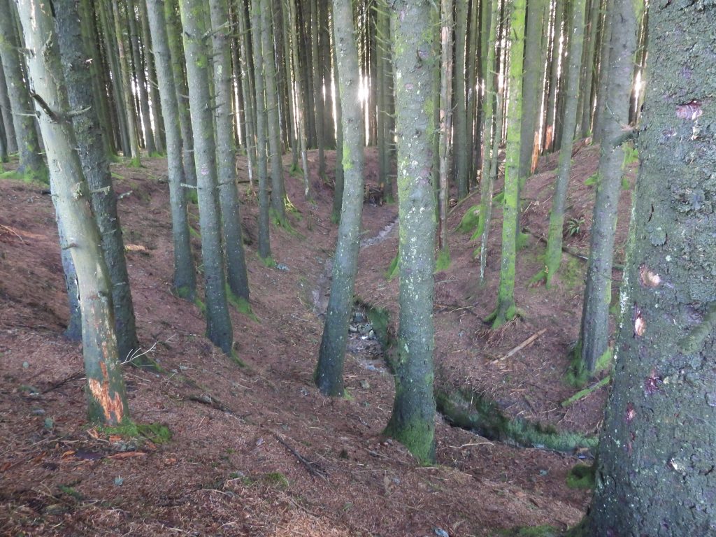 18b. Stream in plantation