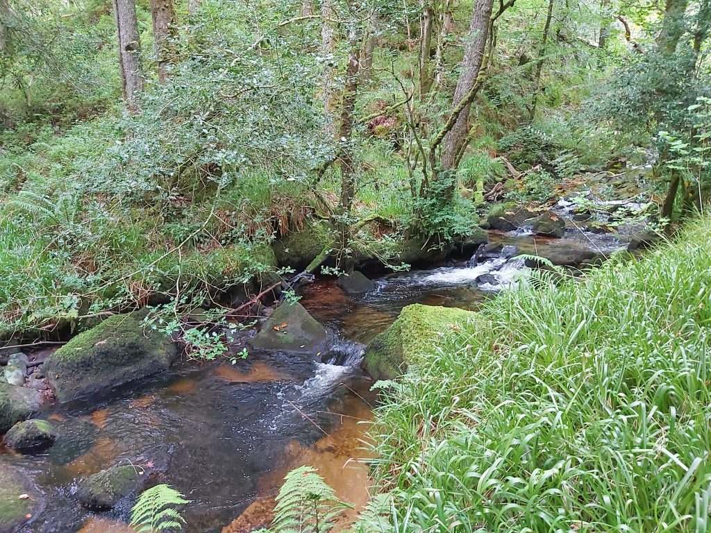 Oakmoor Wood - near Lizwell Meet