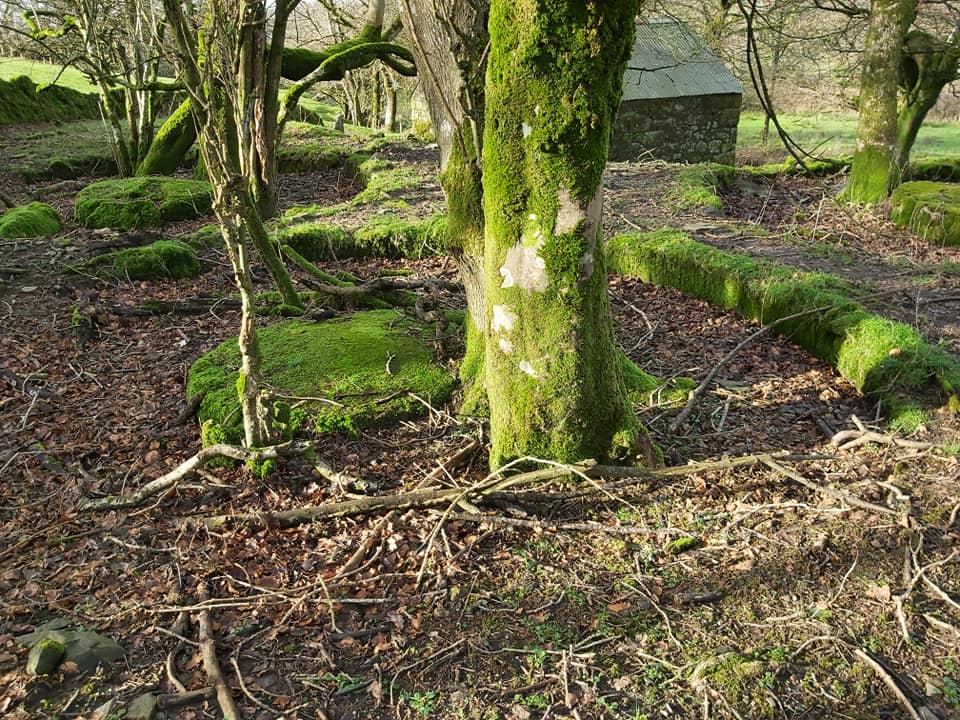 10e. Looking across three buddles