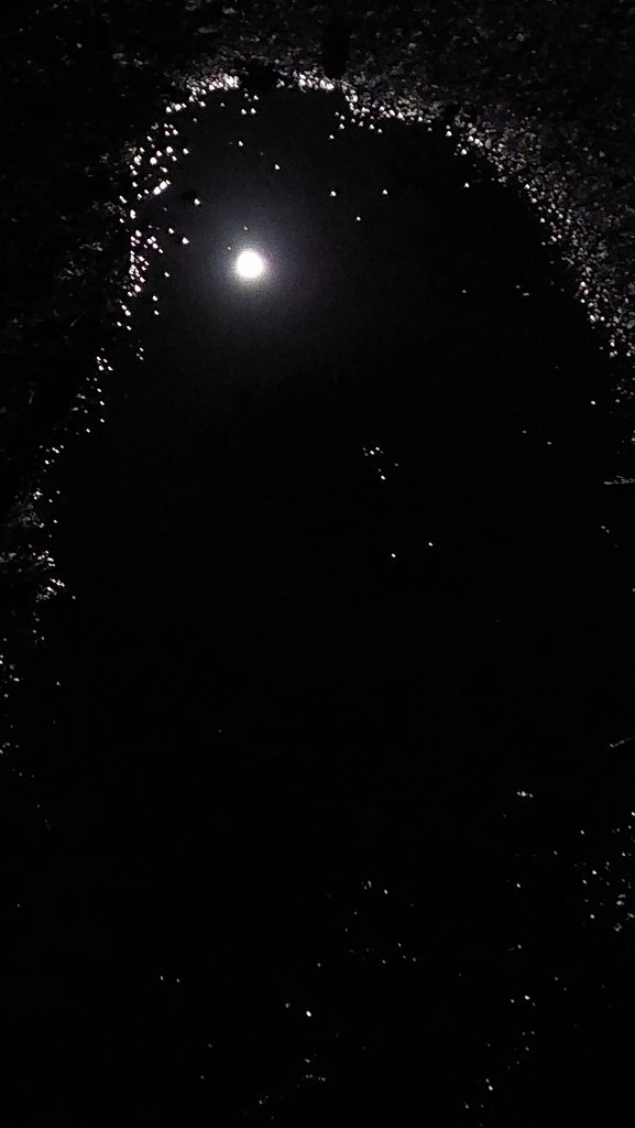 1b. Norsworthy Puddle