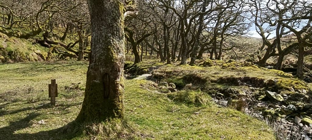 Piles Copse - SX644 621