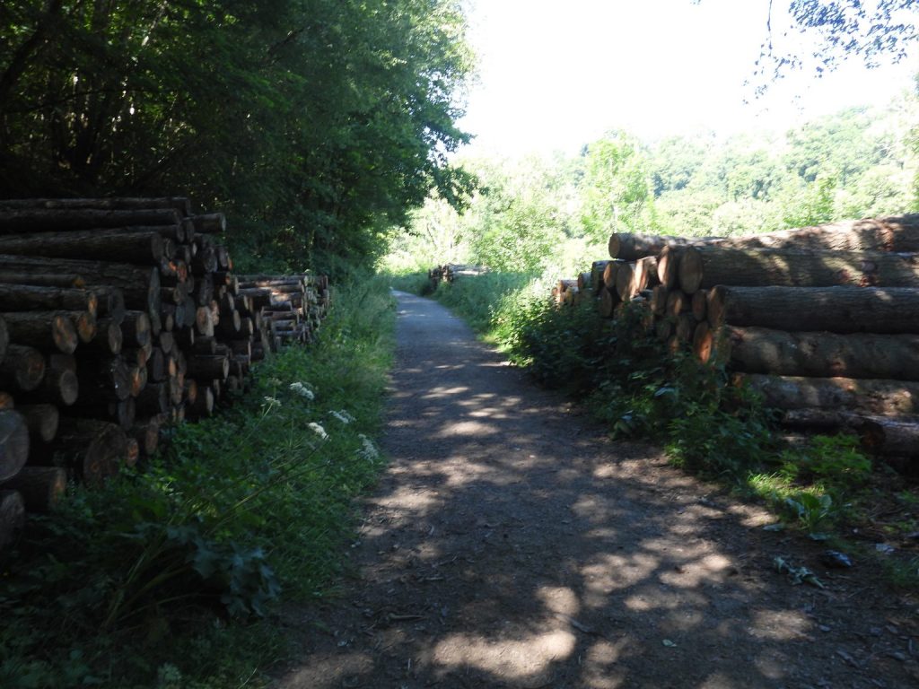 Pullabrook Woods - SX786 698