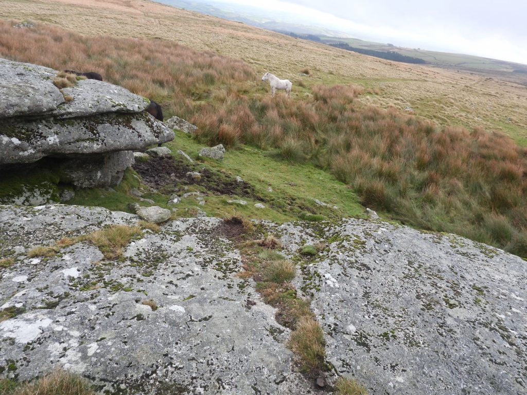 Pupers Rock - SX67276 67363