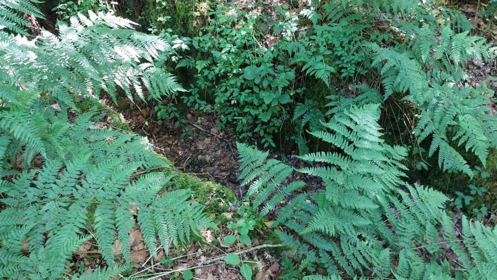 10. Channel to adit in summer