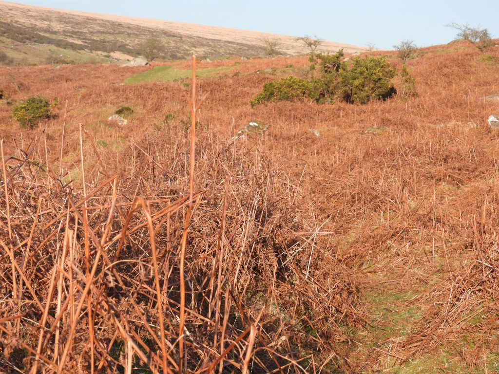 10a. Following the leat towards Newlecombe Lake