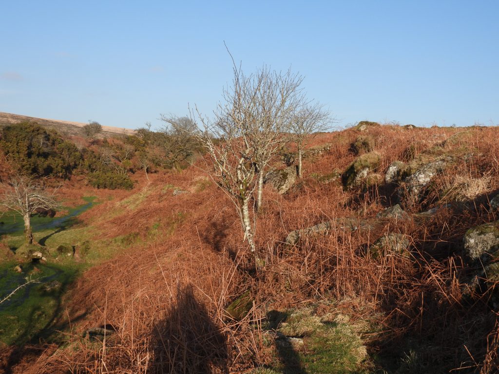 11a. Leat through openworks