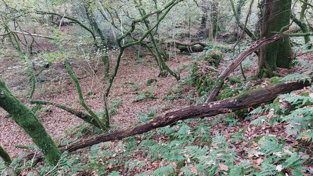 13. Disturbed area to the north