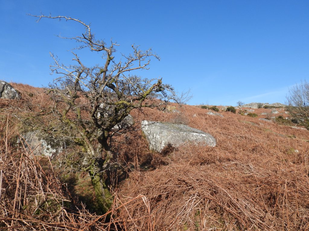 3. Mill and Down Tor