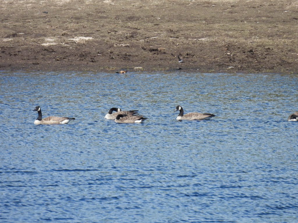 5. Canada Geese