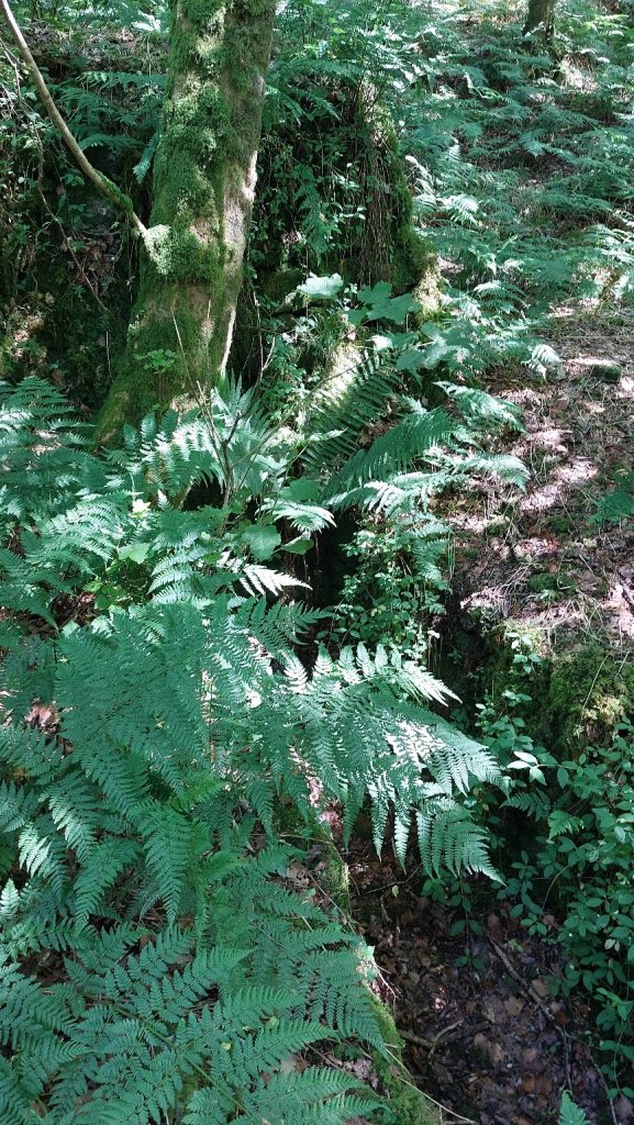 5. Wheelpit in summer