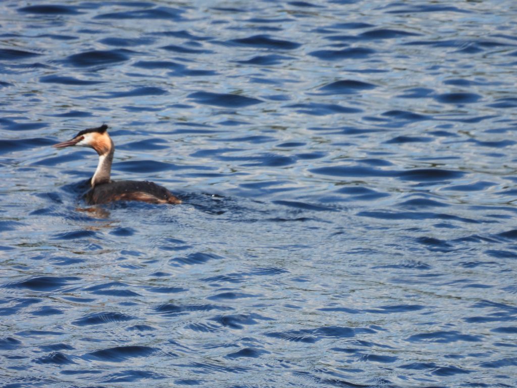 6. Great Crested Grebe