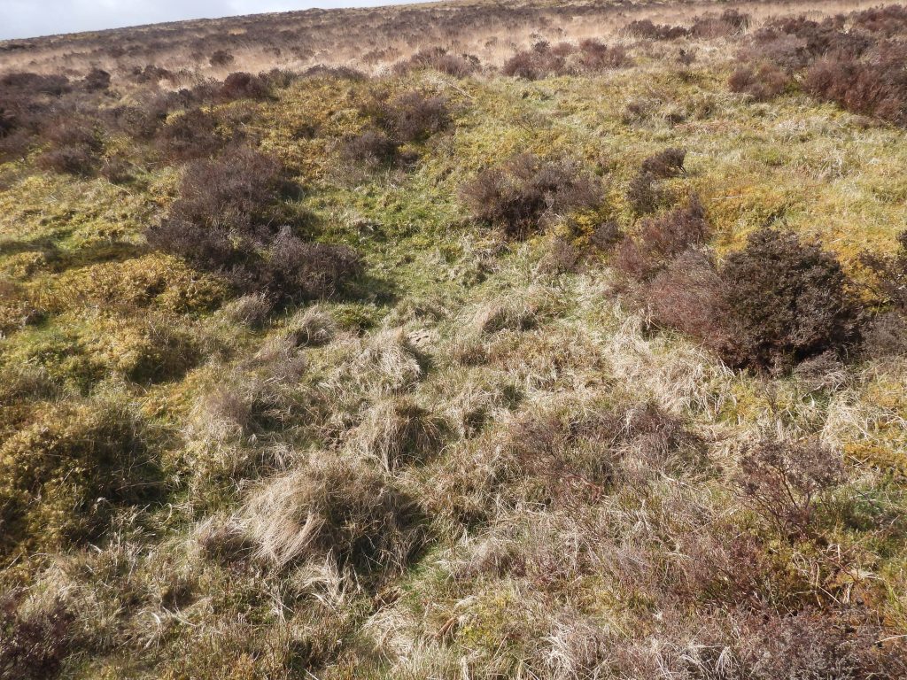 11b. Building in Pound