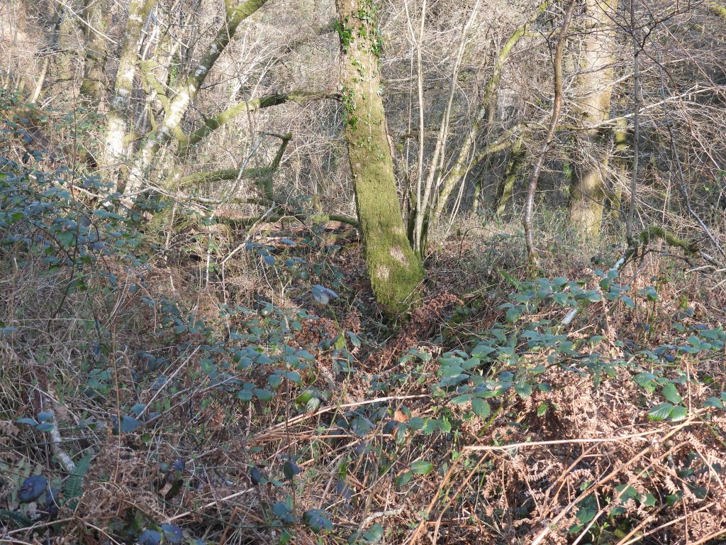 15. Tramway entering thick brush