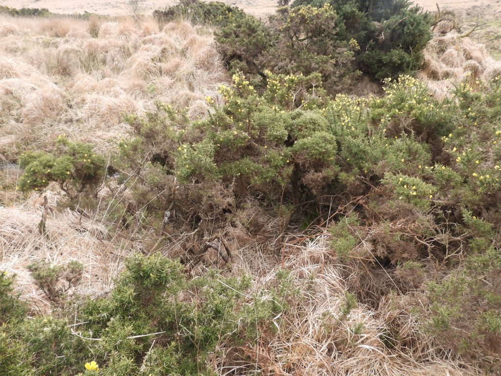 2a. Possible Building with Gorse