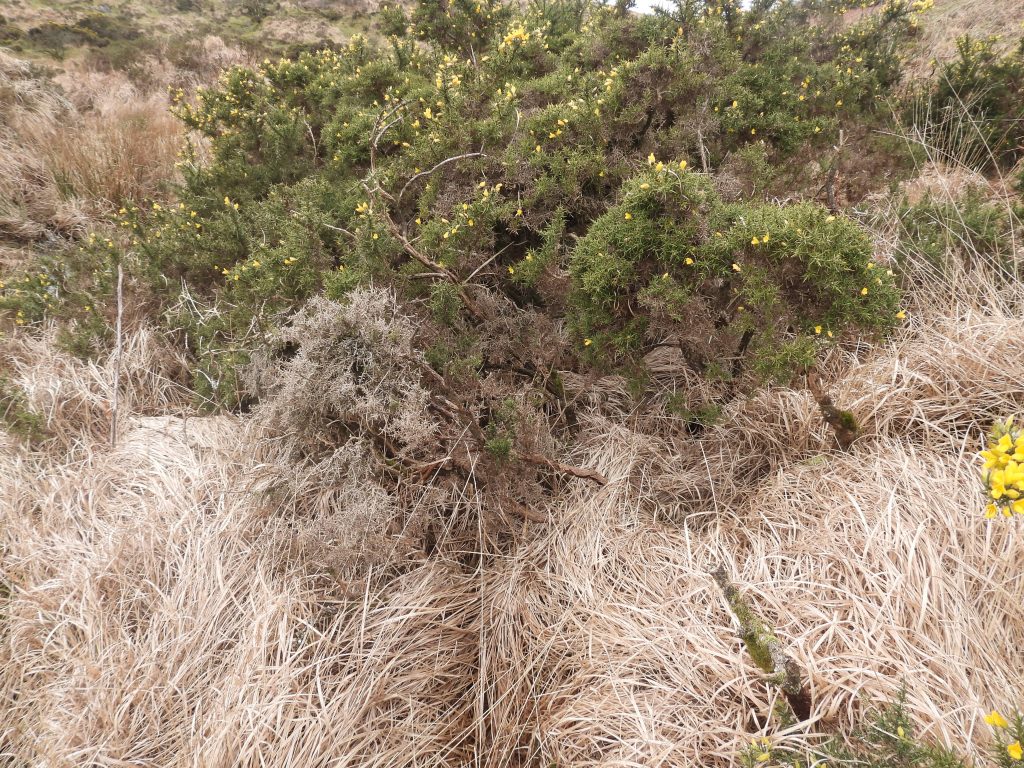 2b. Possible Building with Gorse