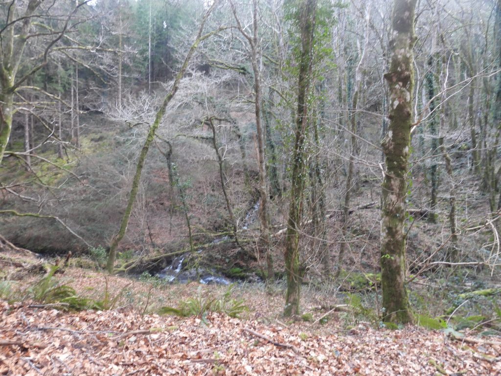 37. Dean Burn and tributary