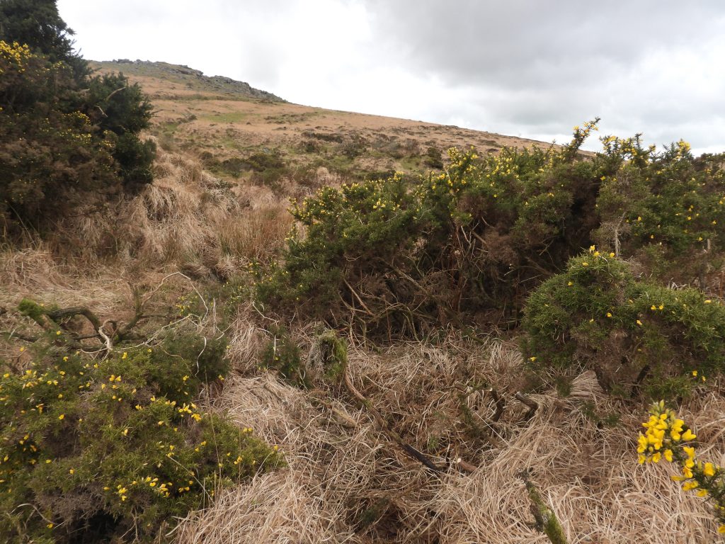3a. Gorse Clearance
