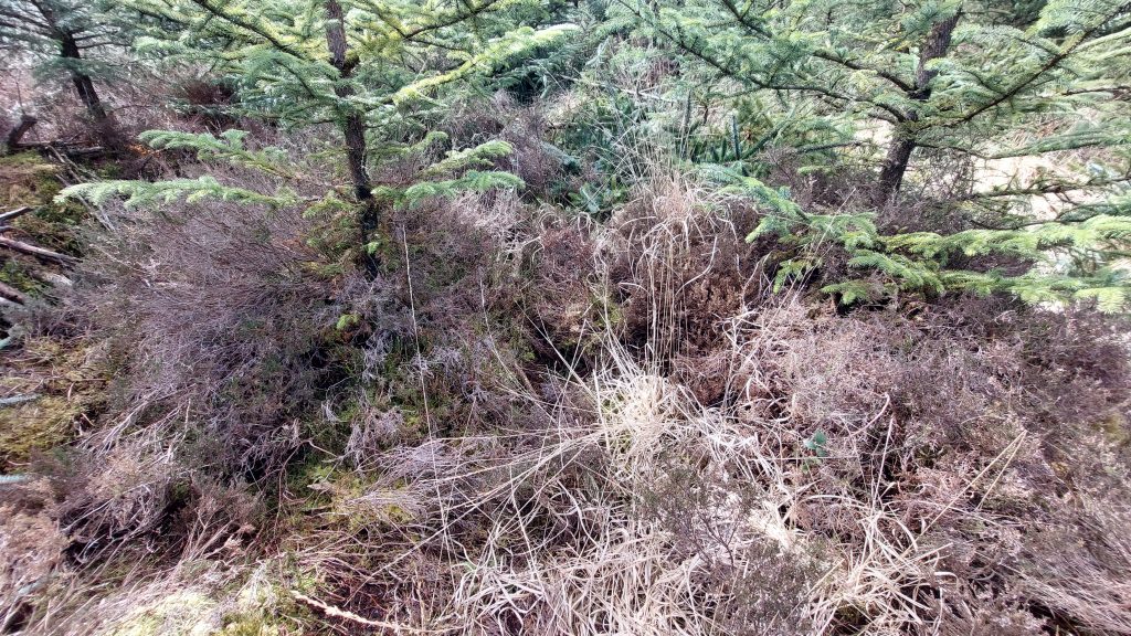 8. Thick Forest at Building 3