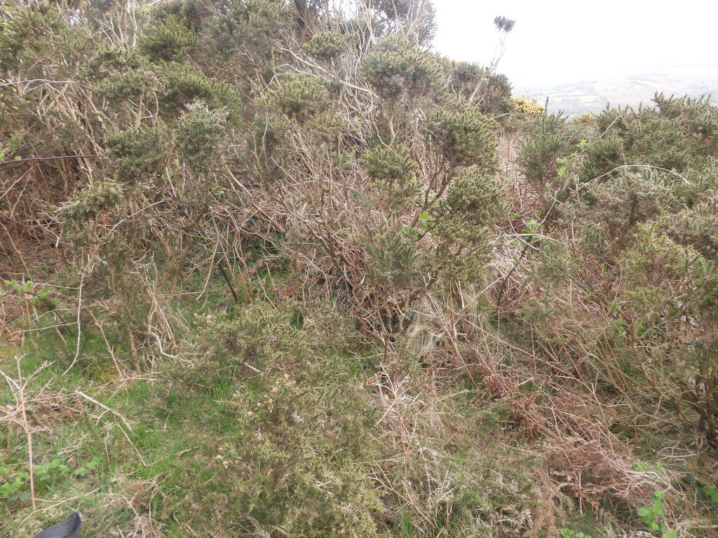 13b. 4th Tee (under gorse) SX69590 85777