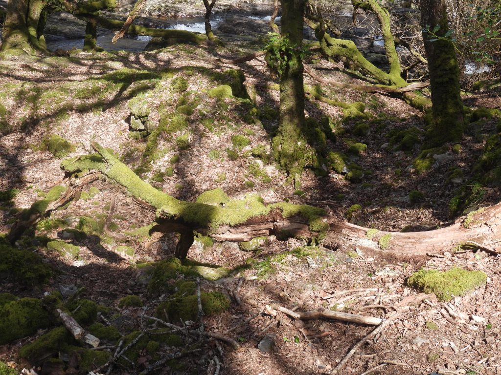 13b. Mill in sunshine