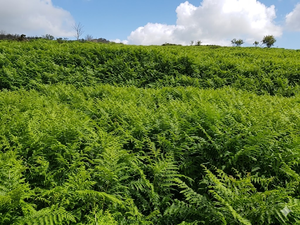 22g. 8th Hole - 2020 a