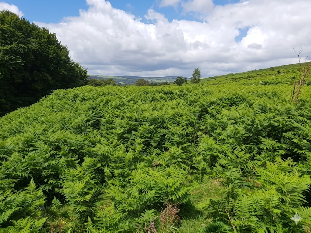 22h. 8th Hole - 2020 b