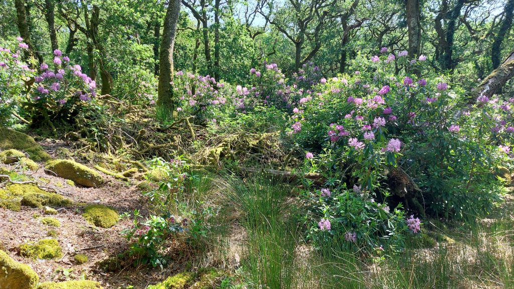 3b. Rook Wood