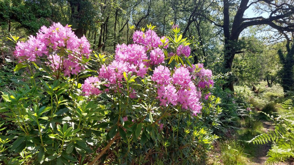 5. Rhododendron