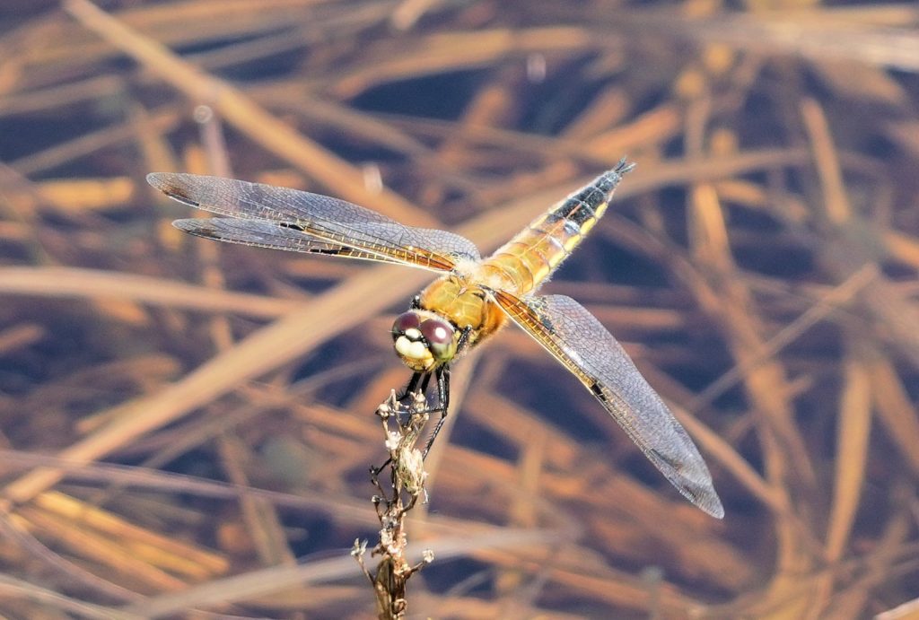 2. Dragonfly