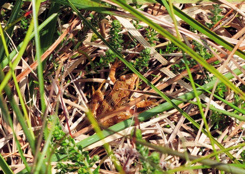 3. Frog