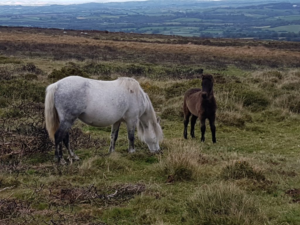 20. Ponies at Kennon Hill
