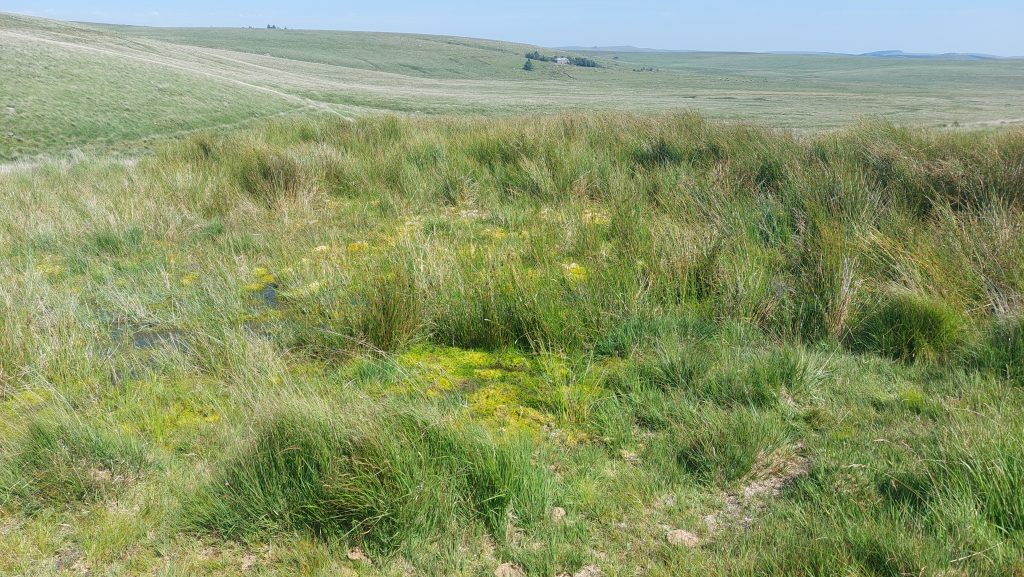 9. Boggy area at bottom of Caunter just above the Mill
