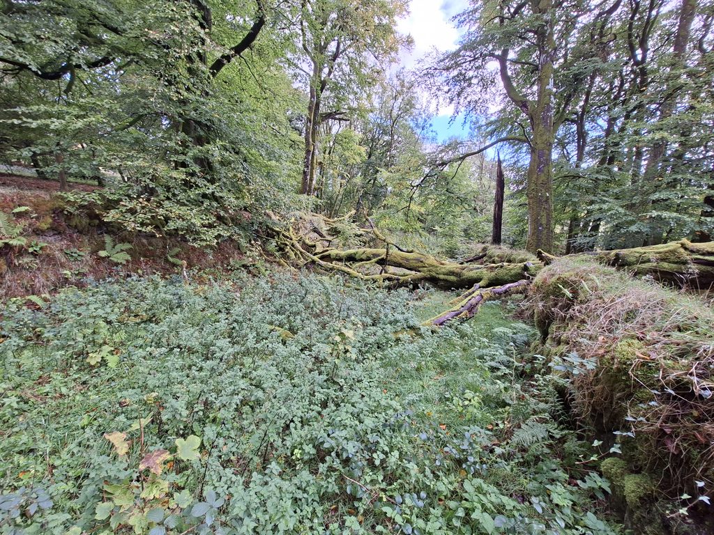 14. Fernworthy Lane
