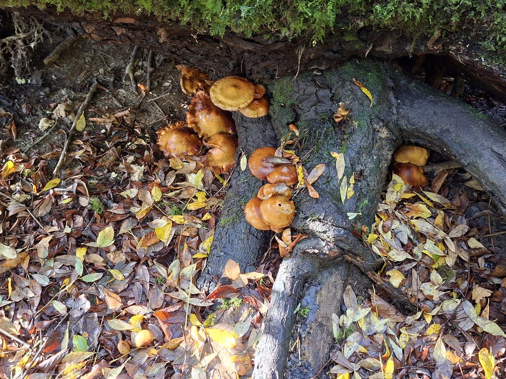 16. Funghi